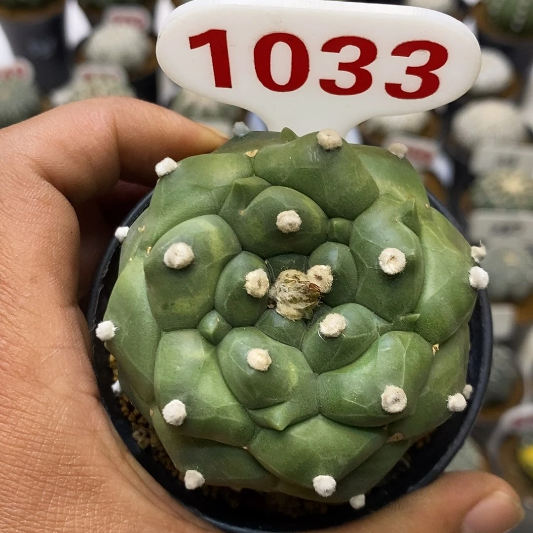 1033特价啦瑕疵龟甲特价啦