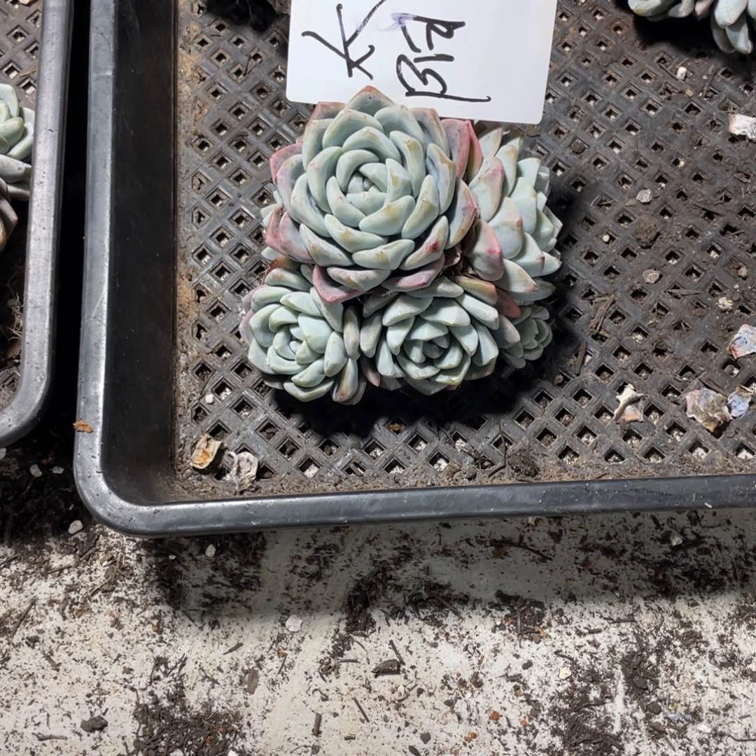 太阳专拍冰玉群生多头