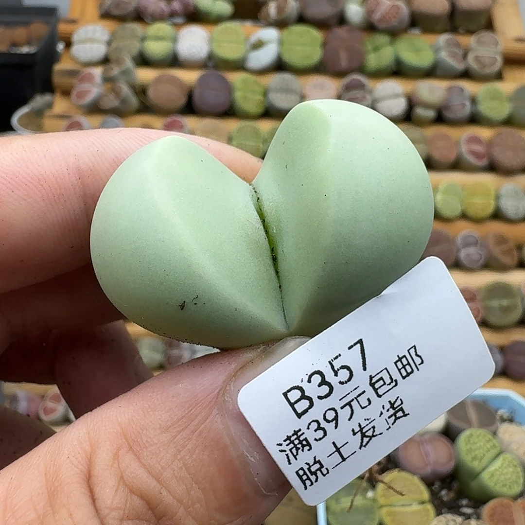 357多肉哈哈哈哈哈哈哈