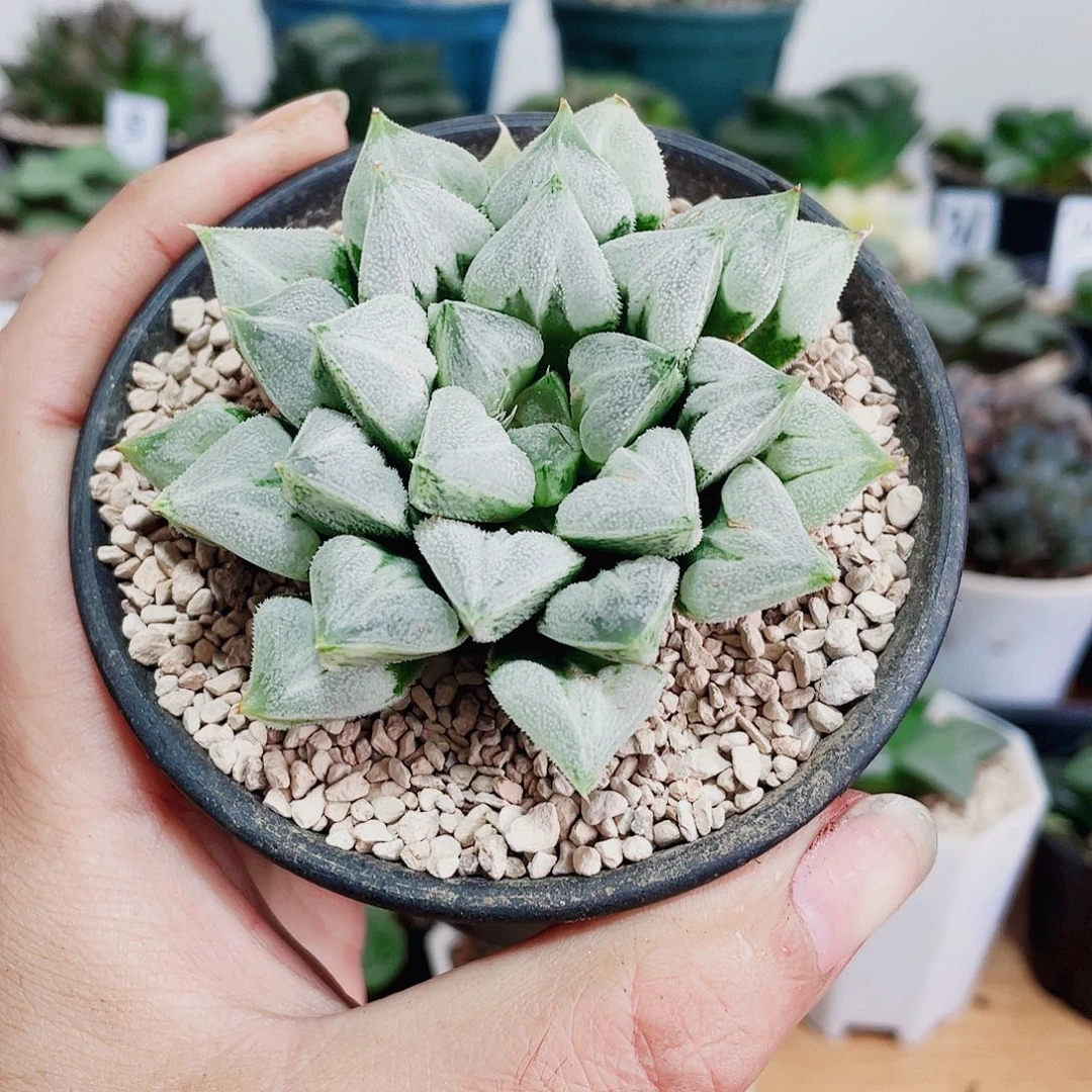 万象盆母本爱心寿