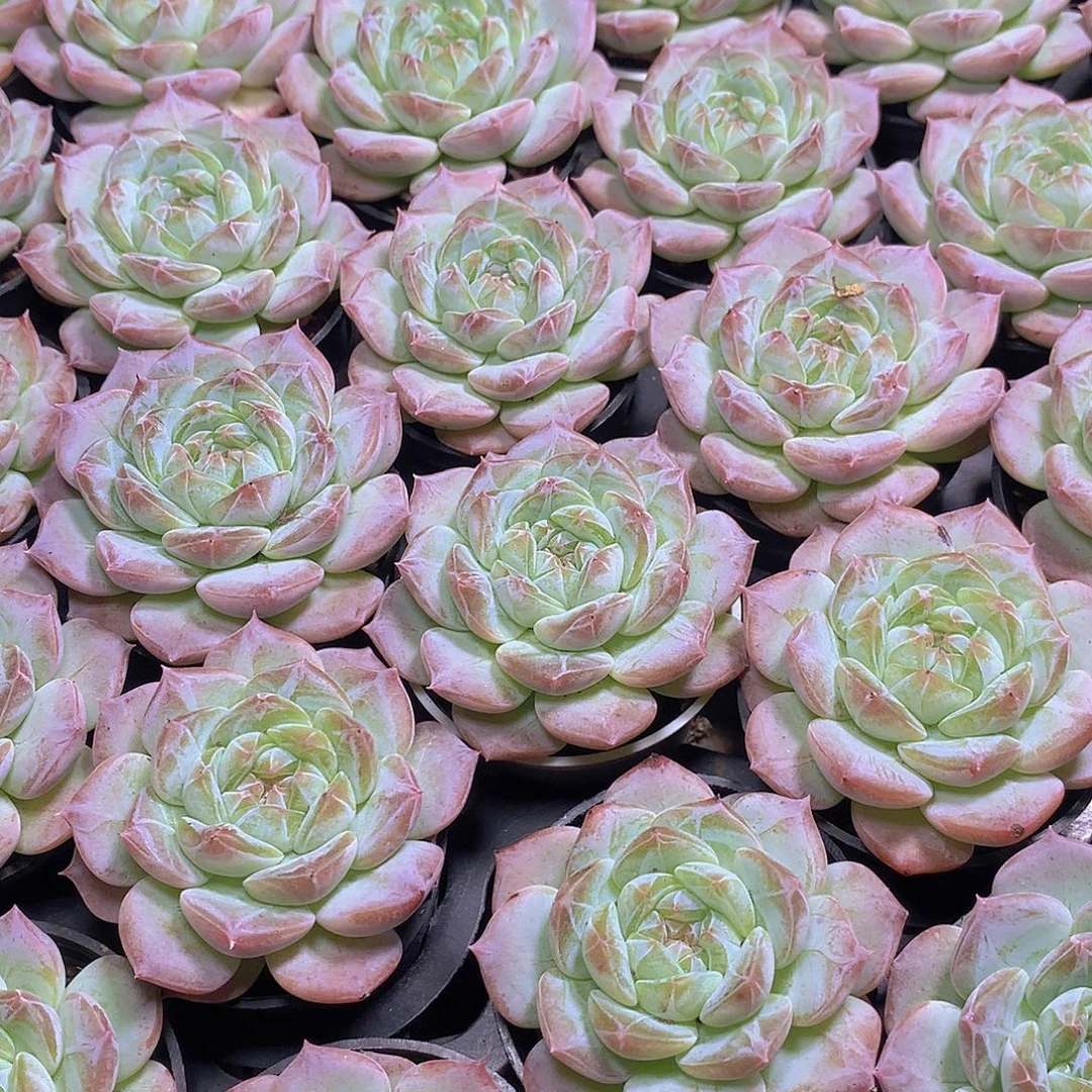 雪搭35678999900000