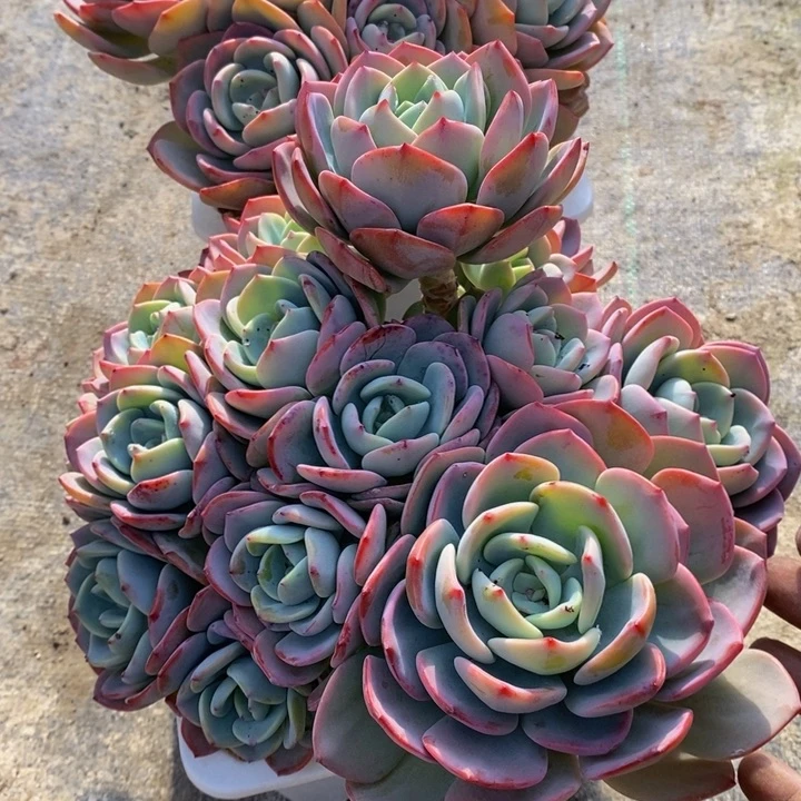 走**着白月光多肉植物17-