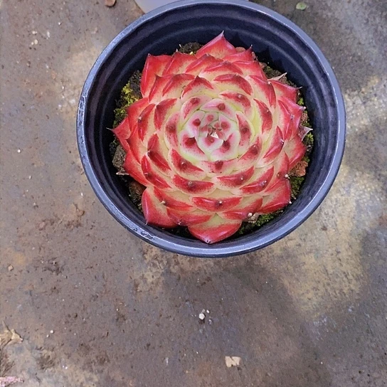 初*罗拉多肉植物群