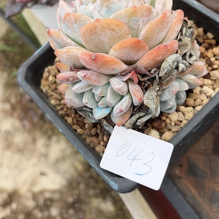 闪购043户呀呀呀呀呀呀呀呀呀呀
