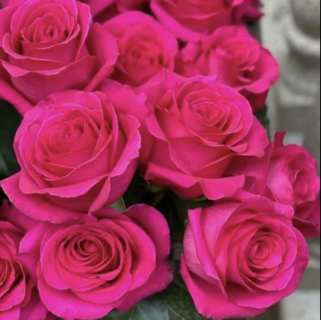 【香奈儿】玫红色·多头·花期长抗病性强