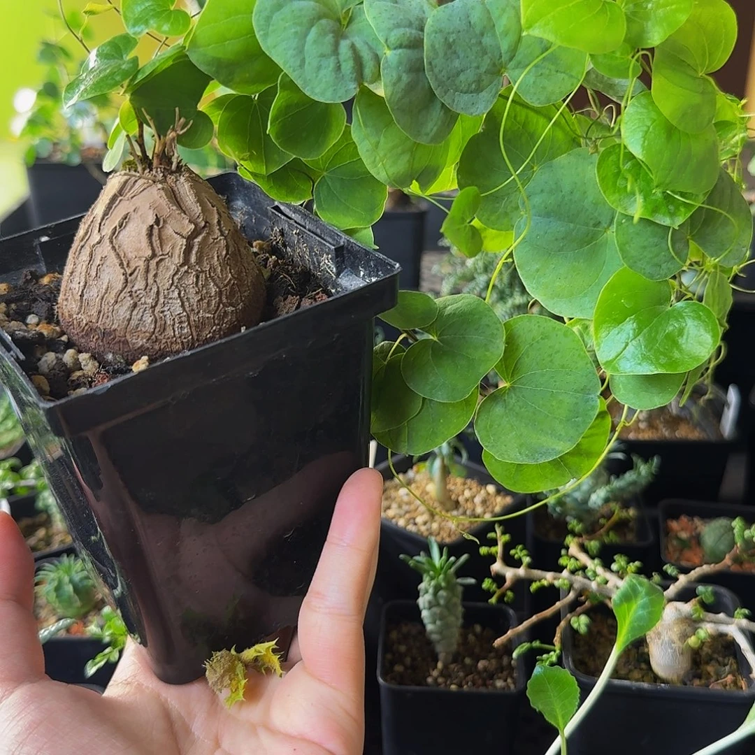 实生龟甲龙带盆土包邮干透浇透