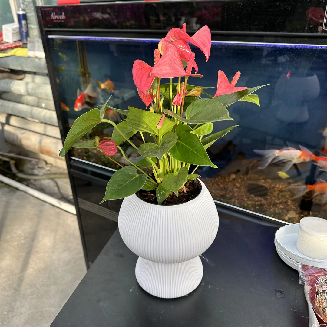 （新疆包邮）粉掌盆栽办公室客厅桌面植物