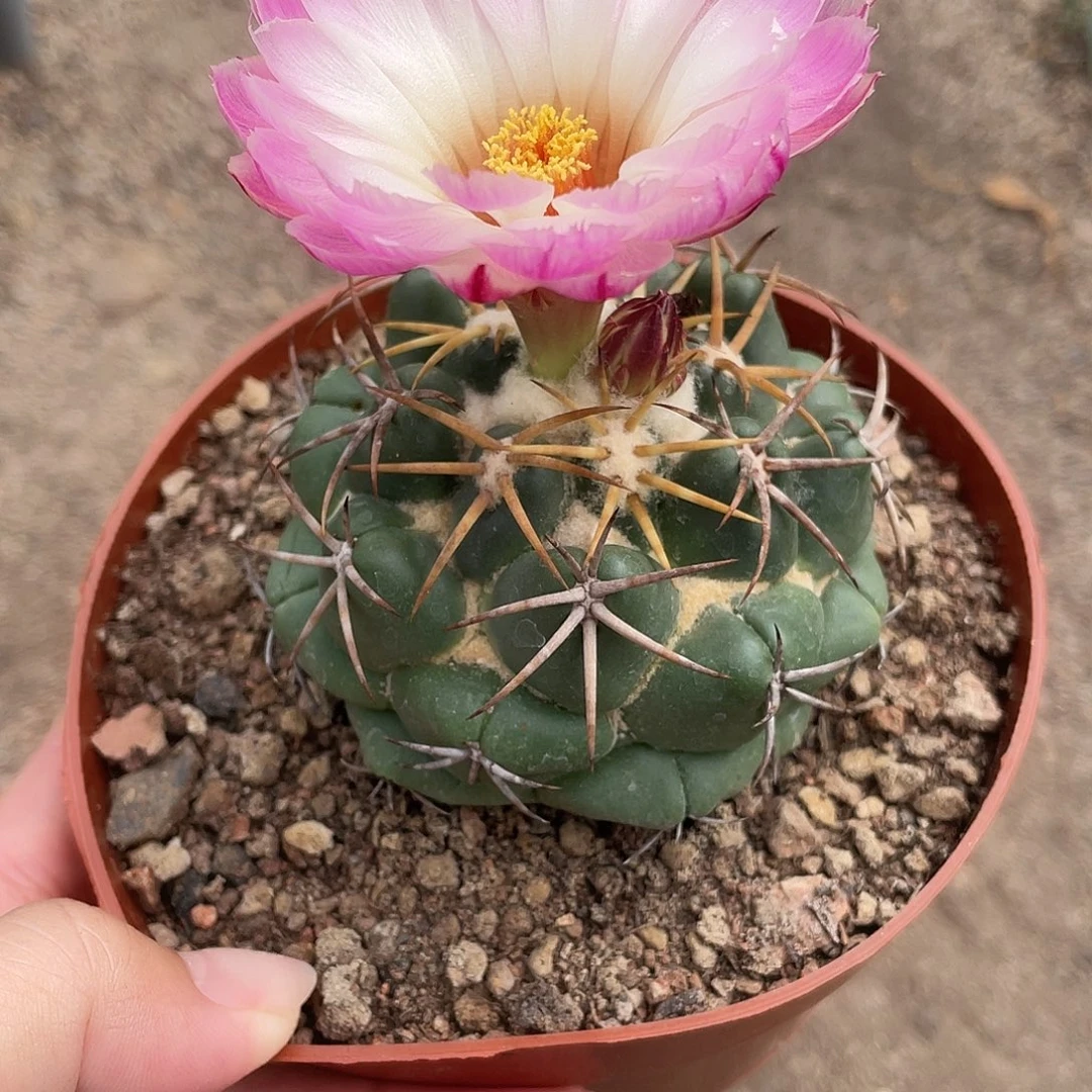 ℒ****仙人球实生白刺天司粉花摘花带盆