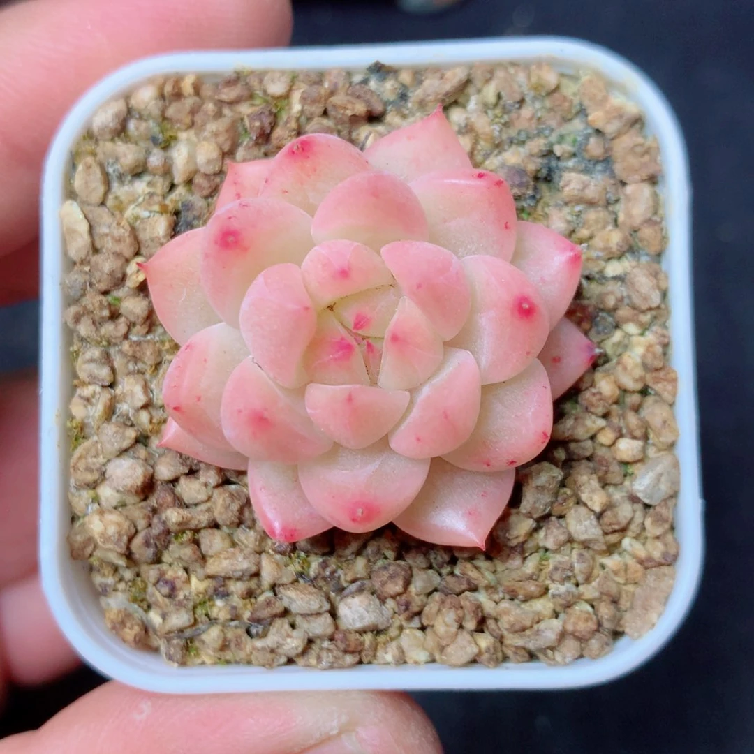 5 精品多肉一物一拍
