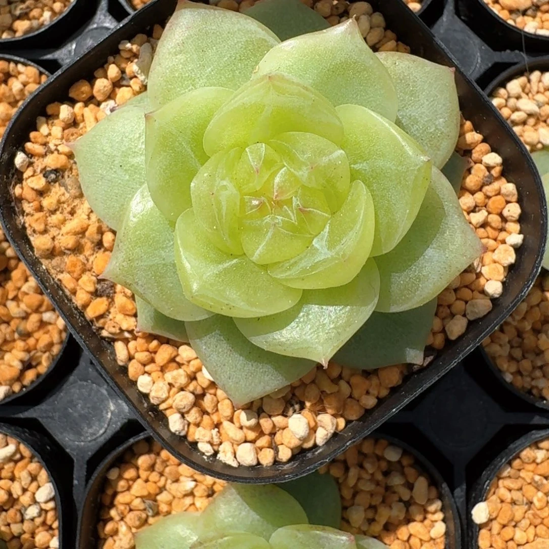 এ****0310-30-3013柠檬单头一颗