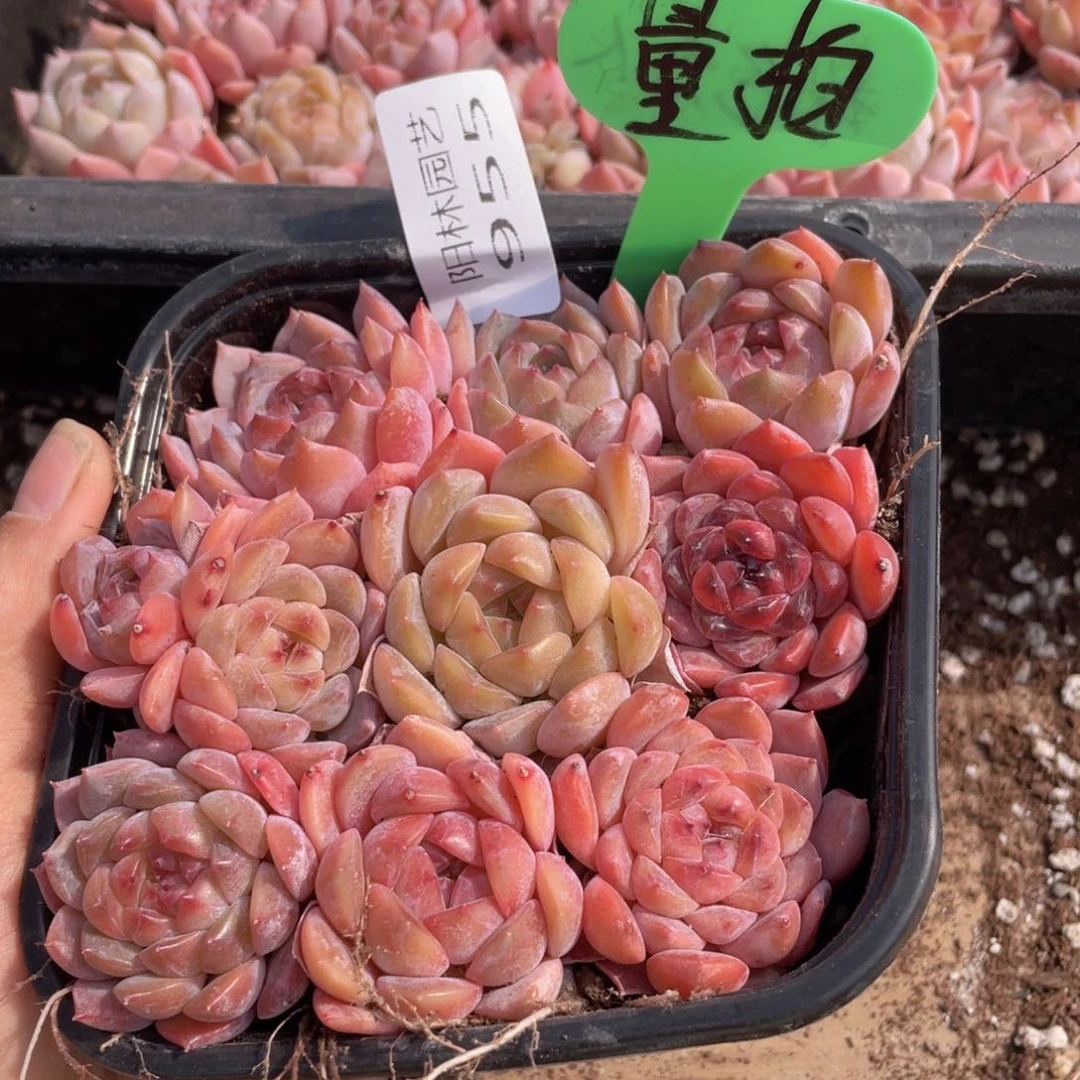 量拍多肉植物多肉植物955