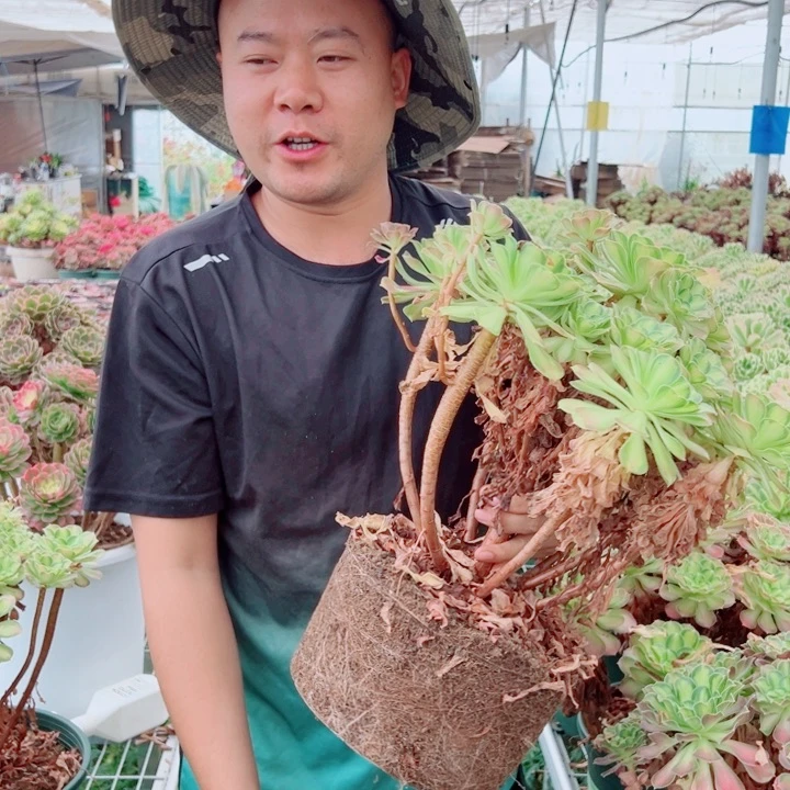 大颗韶华多肉法师