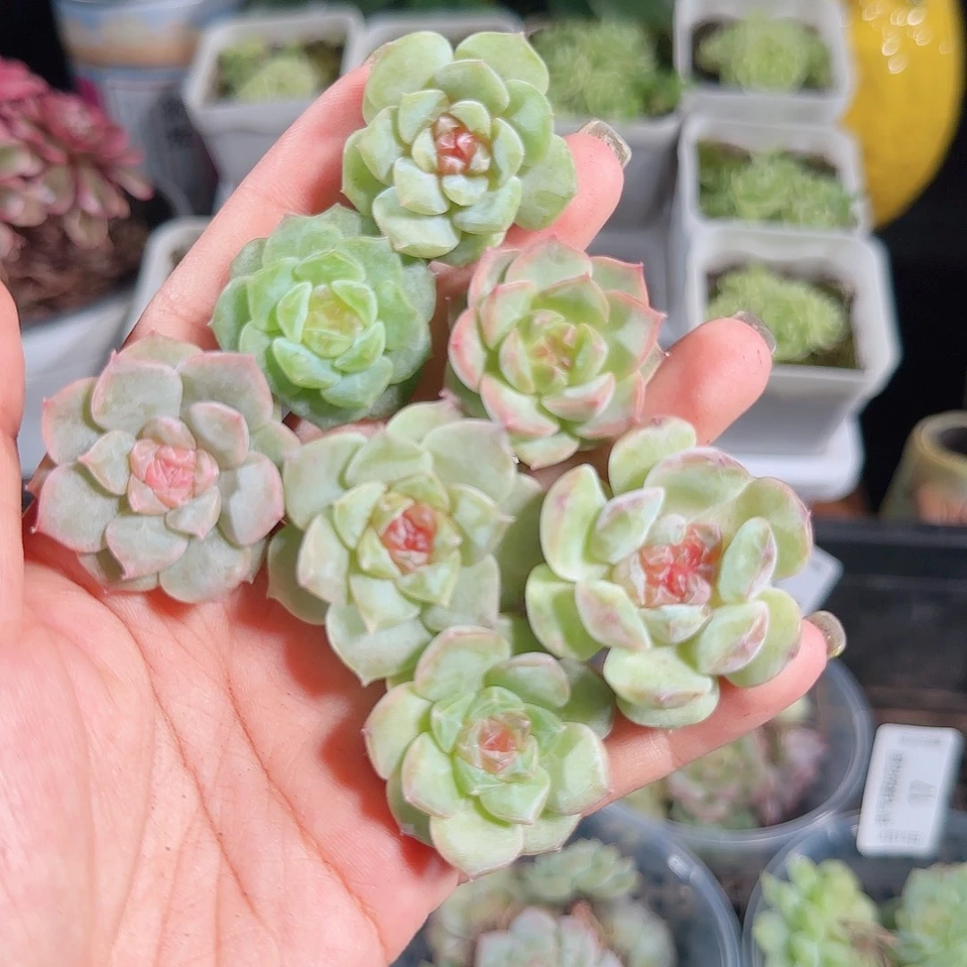 0815,--21糖心珍妮