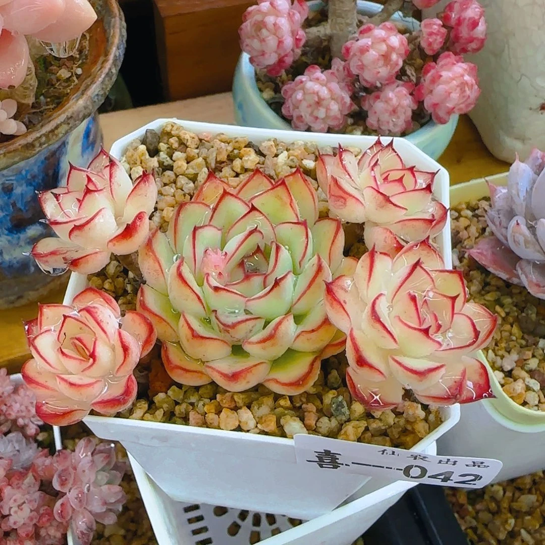 莫兰荷，042、仙农出品