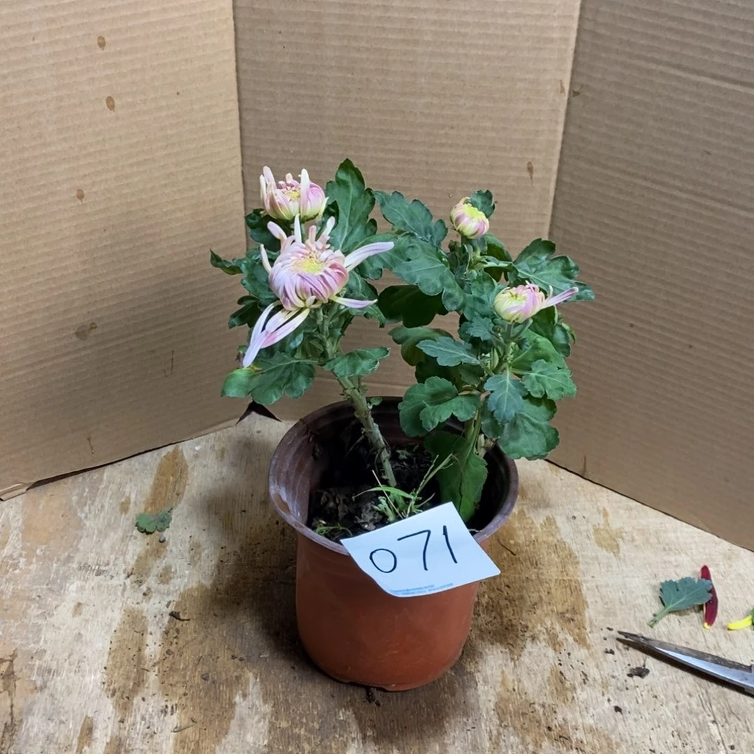 完全开放000000071