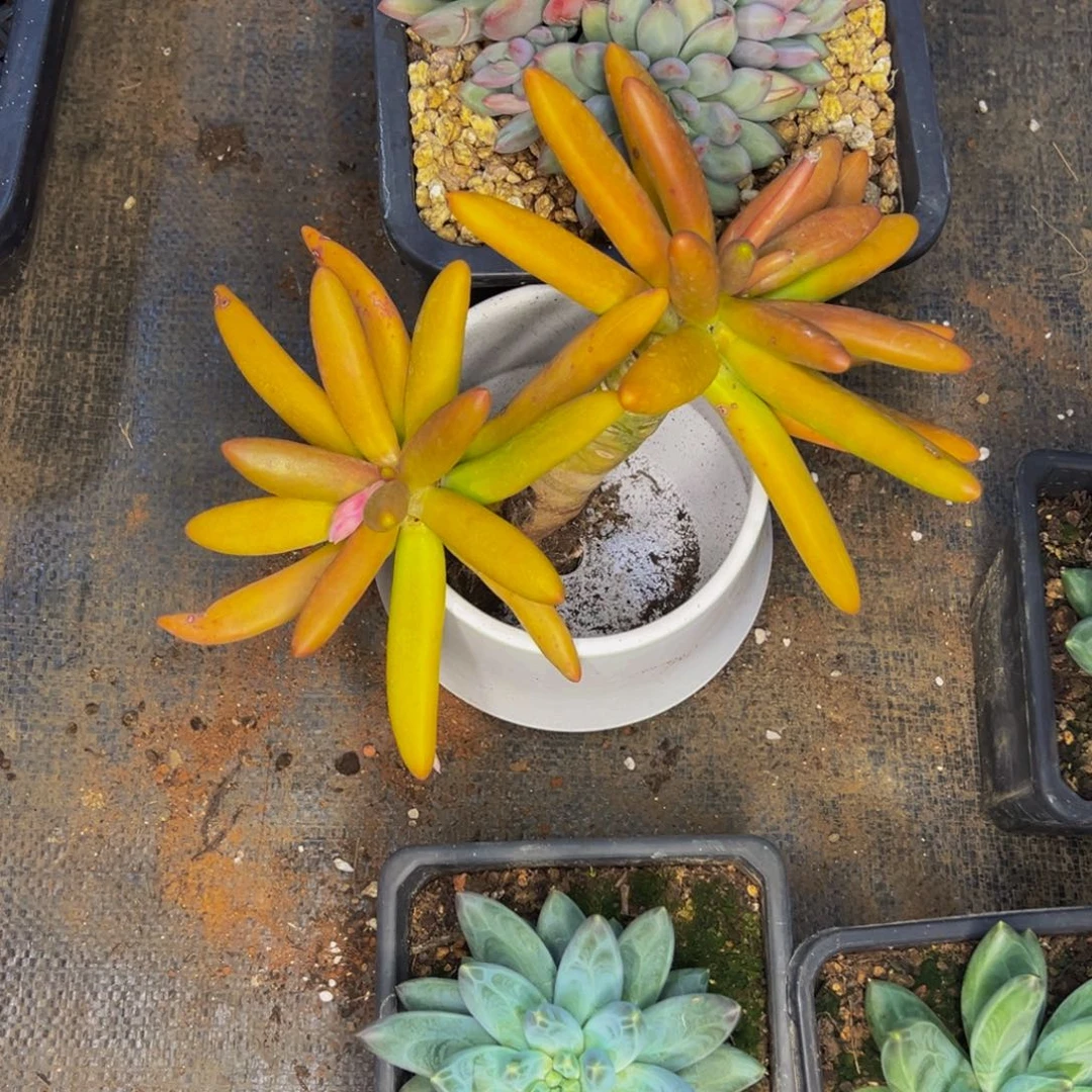 0***小代 椰子树1111寄养