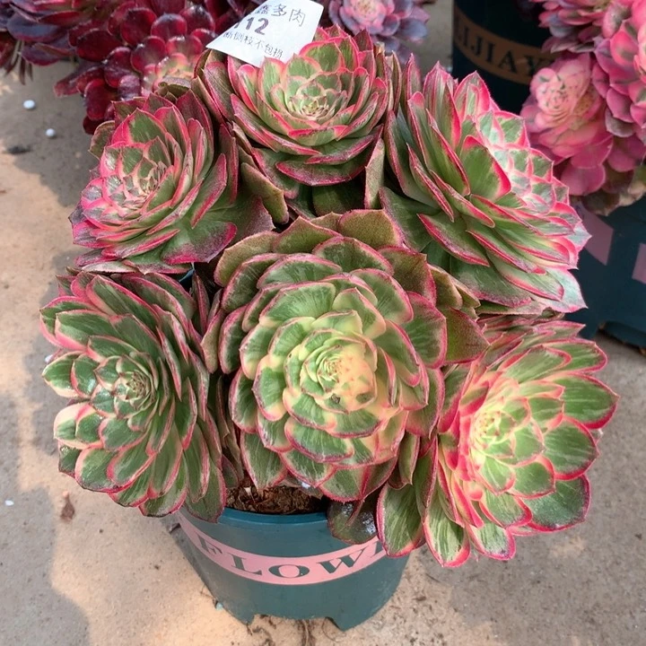 112莲花座多肉植物