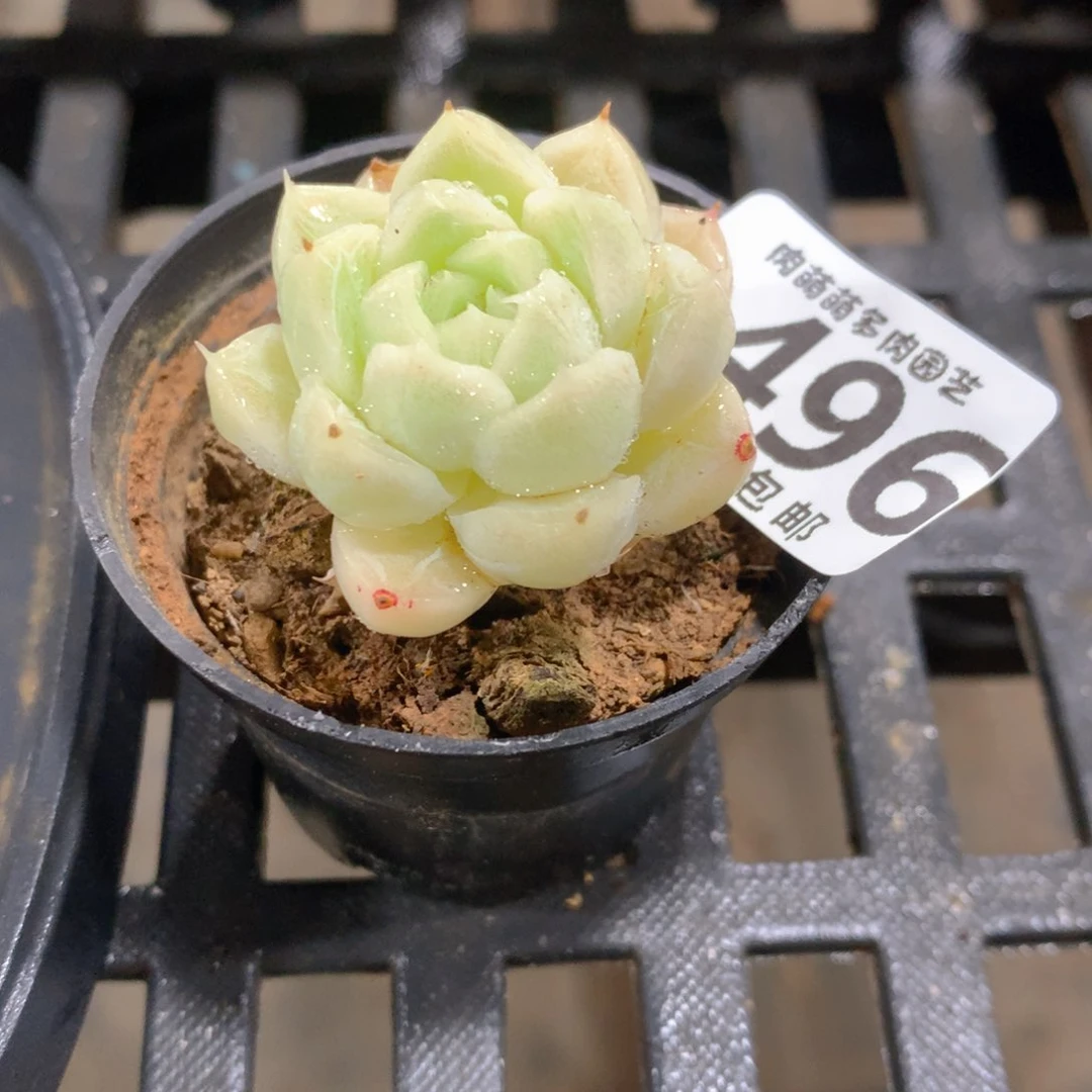 肉萌萌5cm拇指盆精控多肉BV496