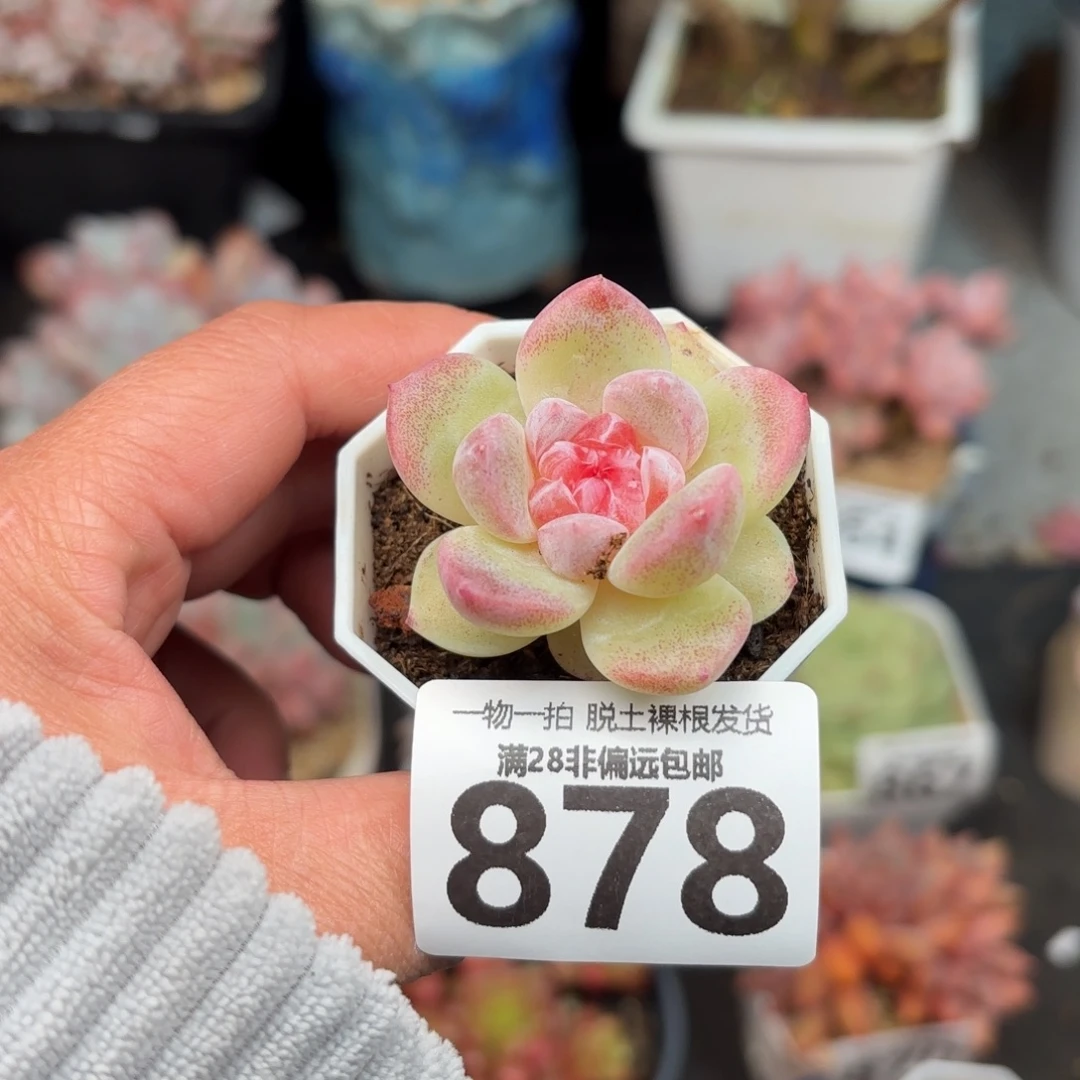 碧焰单头无盆土发货