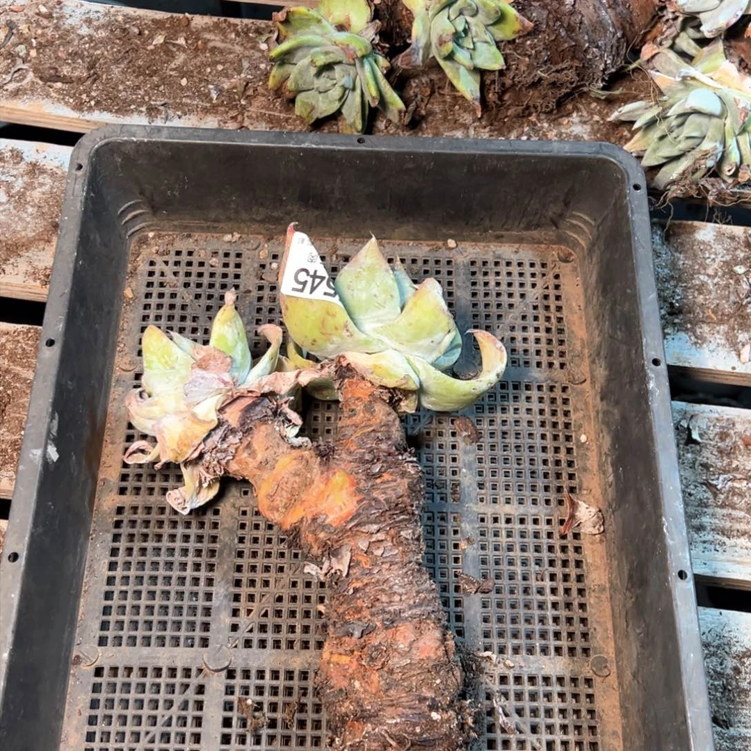 7545哈哈哈哈哈哈哈哈哈