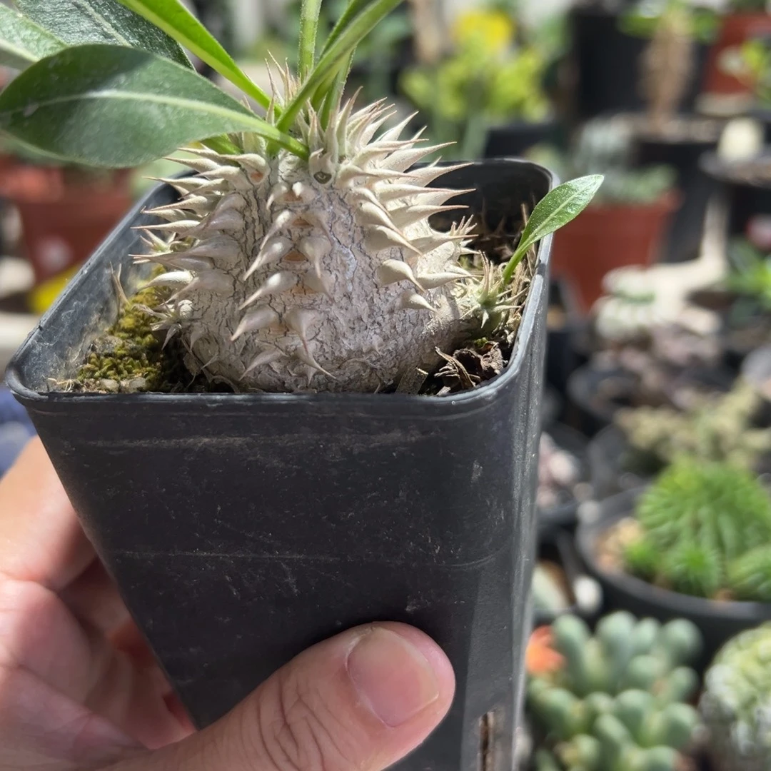 惠比大黑带盆111111111