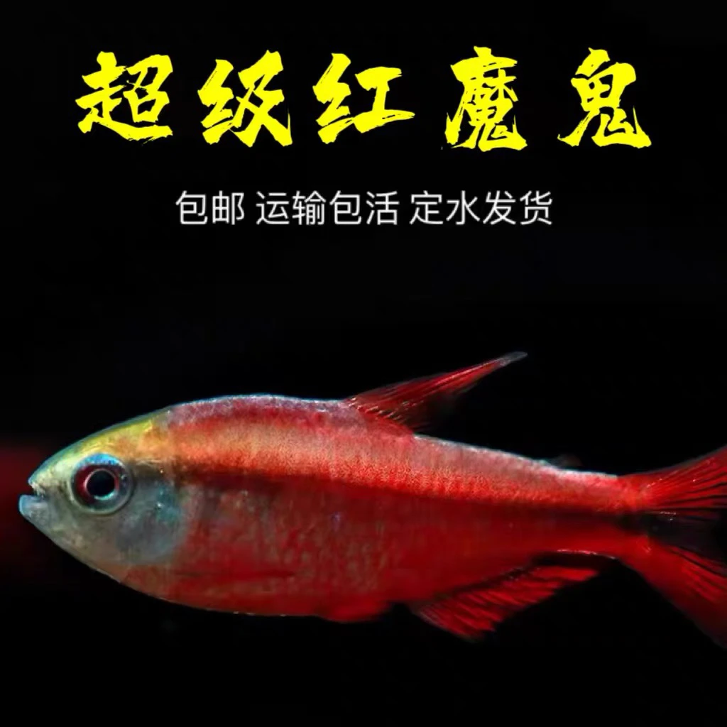 超级红魔鬼灯鱼高端灯科热带观赏鱼精品定水发货