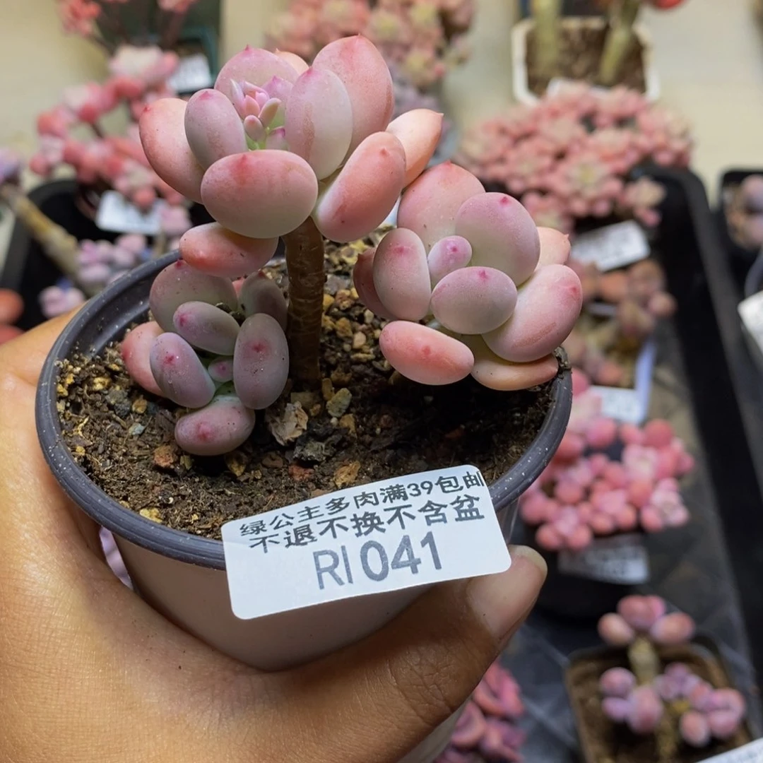 S****^041苹果奶四代多肉5c m