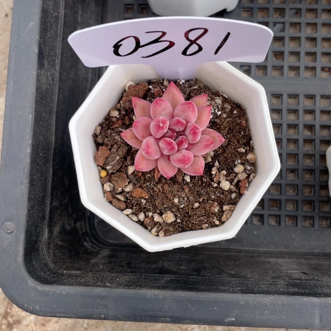 薇薇安园艺多肉0381