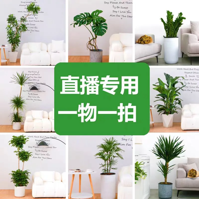 【直播间一物一拍】鸭脚木黄金榕黑金刚千年木百合竹高山榕龙血树