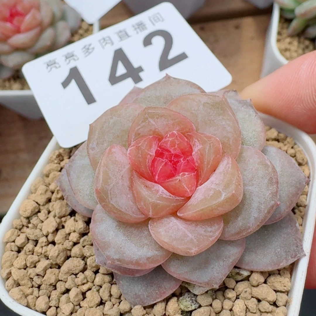 果糖珍妮            精美多肉植物