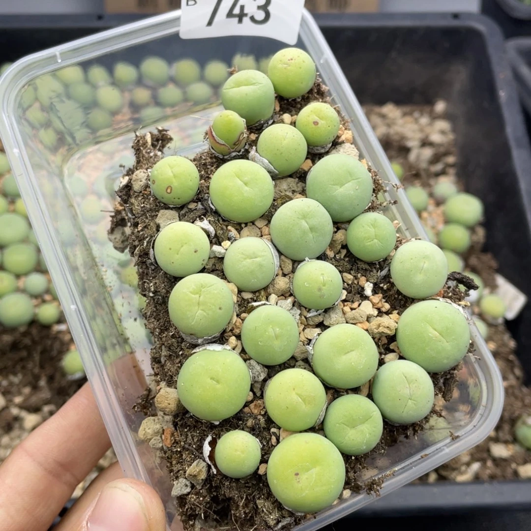 红陶J****4000000000000743