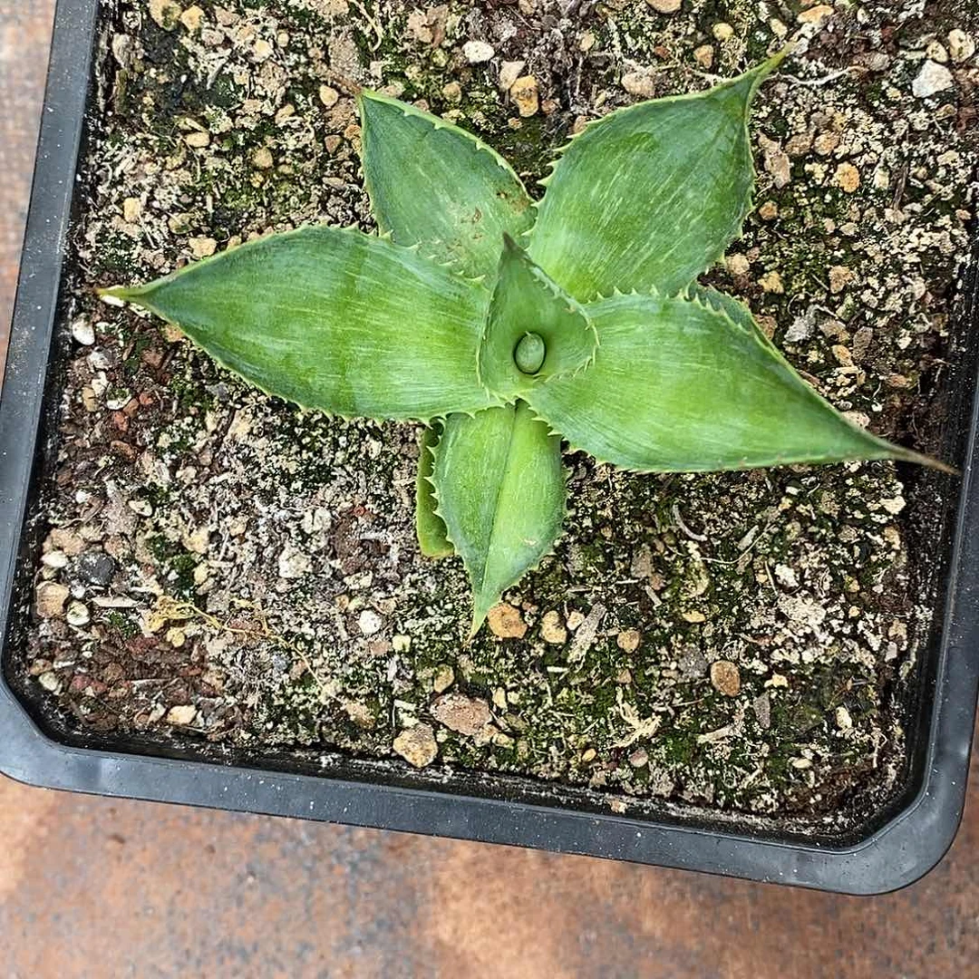 当前无花栽培后可以开花