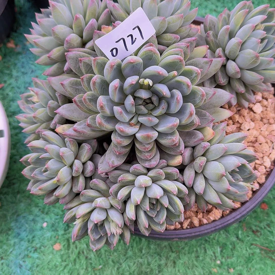 蛋*0727星级迷航多肉