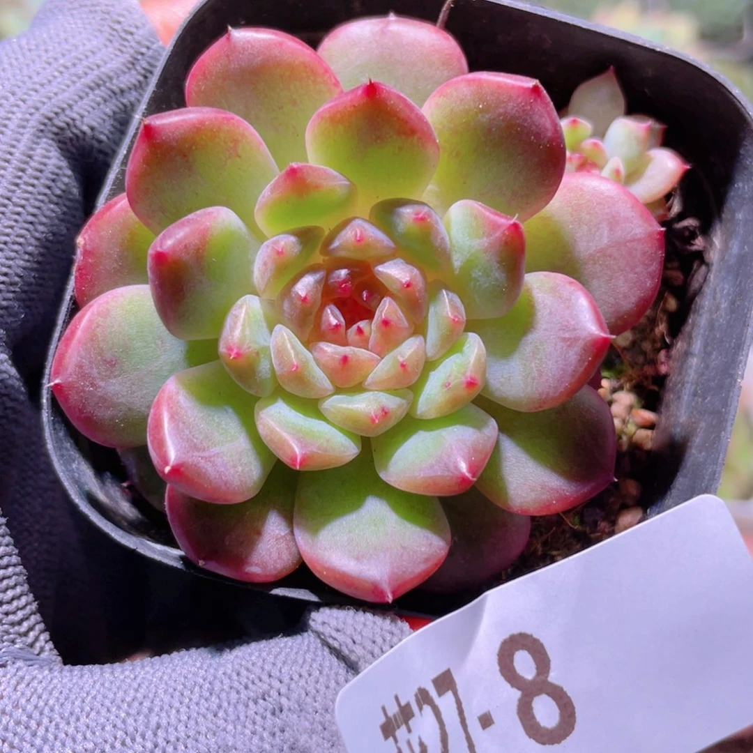 花利美27-8新品
