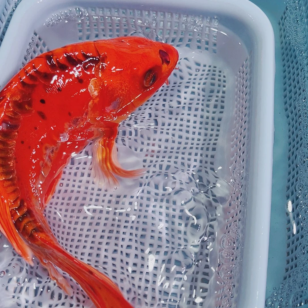 锦鲤锦鲤冷水观赏鱼110