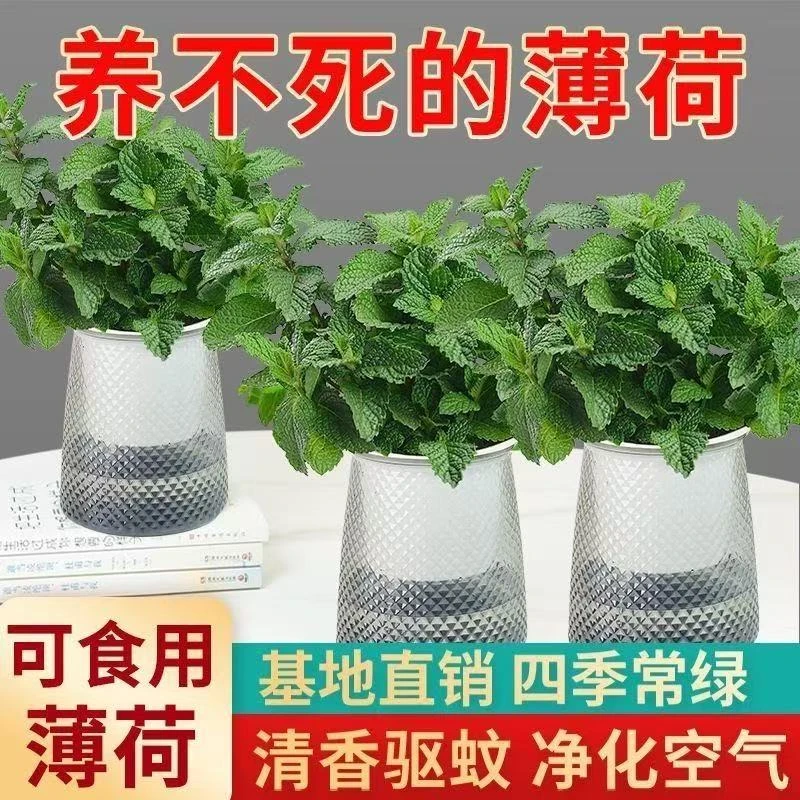 可食用柠檬薄荷盆栽泡茶四季常青好养易活薄荷叶苗阳台驱蚊绿植物