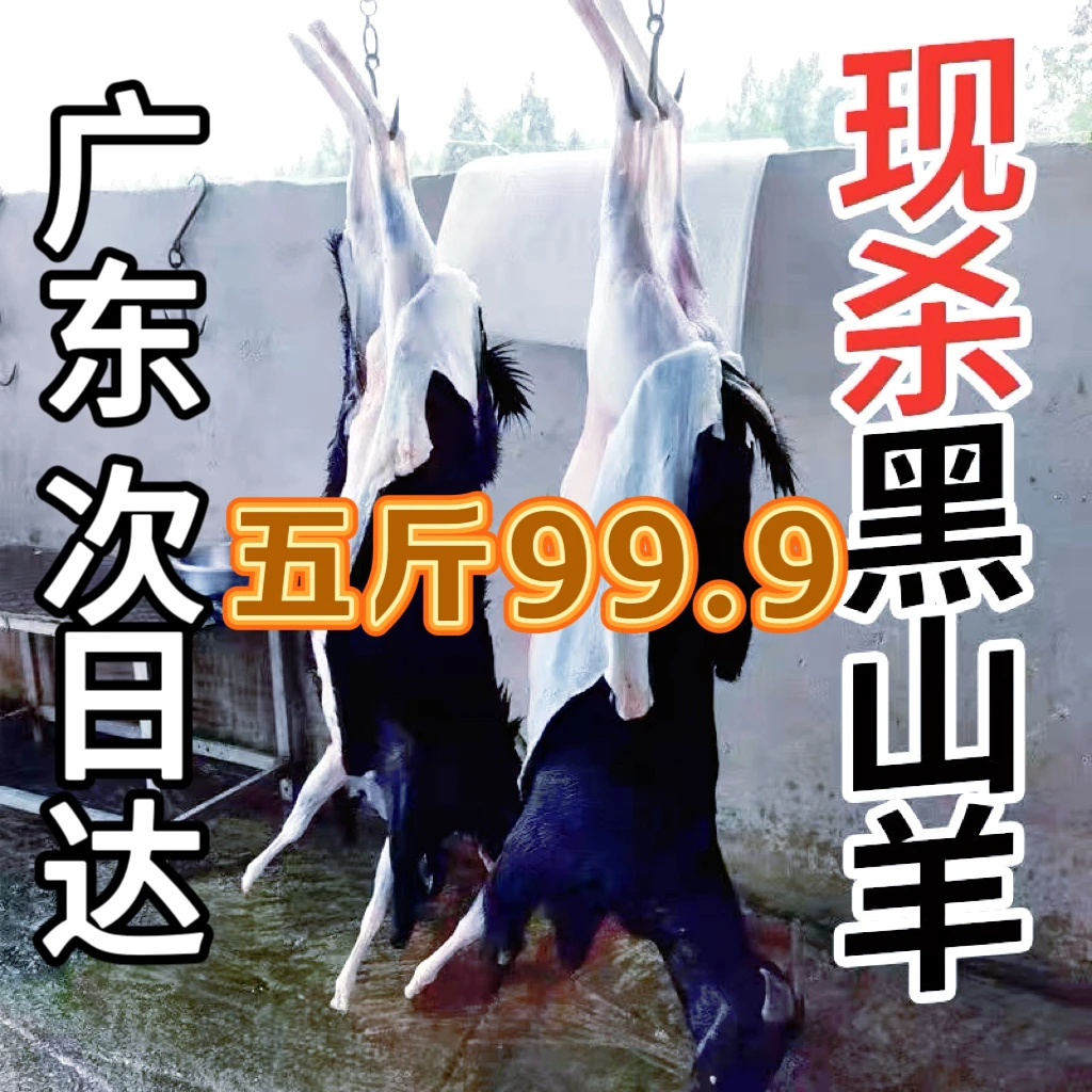 黑山羊现宰现发新鲜广东次日达