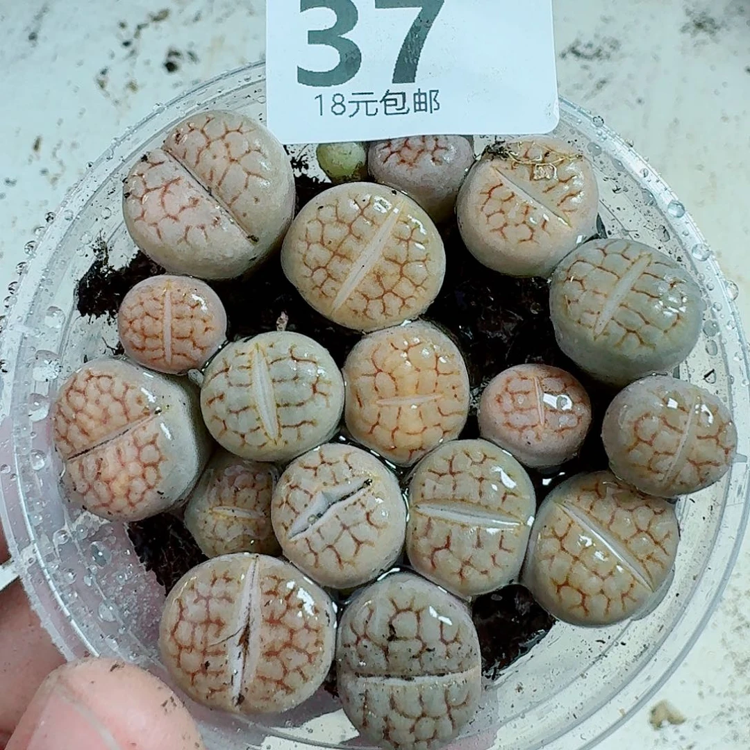 37多肉植物多肉植物