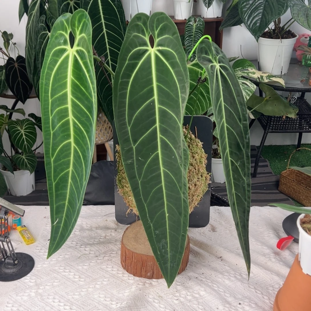 完全开放进口黑窄鹤后板植