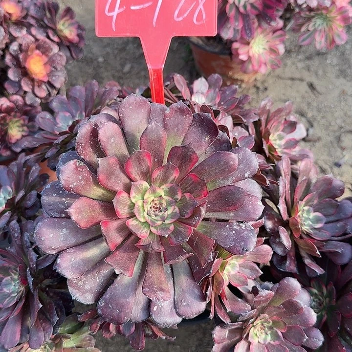 *‍****4-128烟花多肉法师