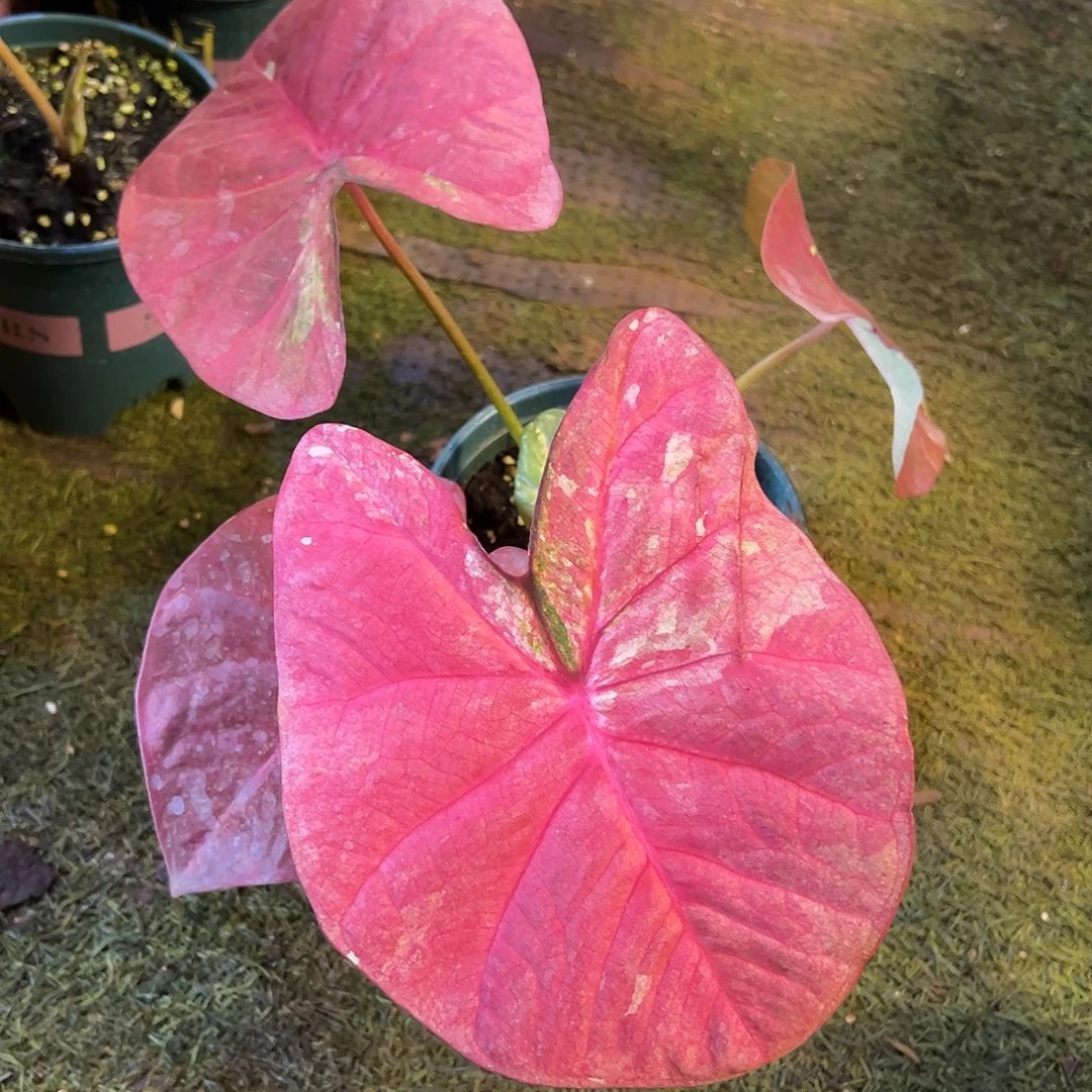 无花朵粉桃泰彩福利66