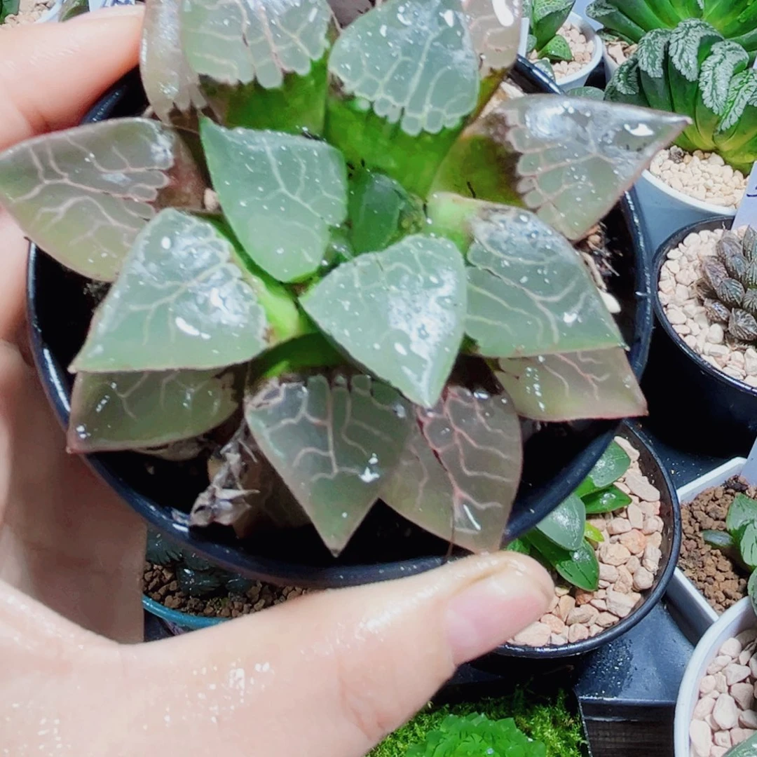 火凤凰克多肉植物