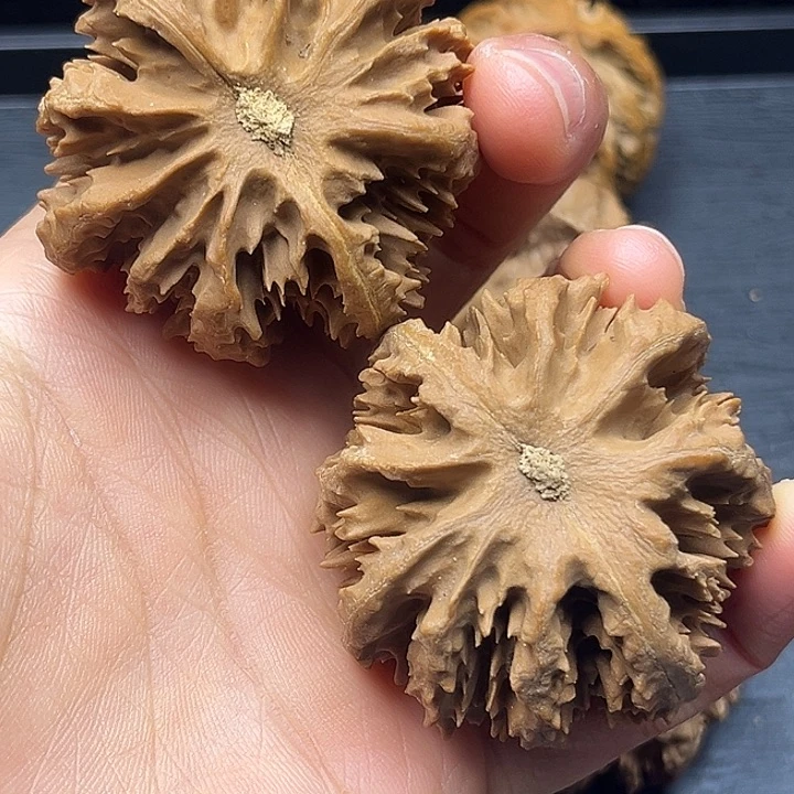 木质类秦岭突突突突突