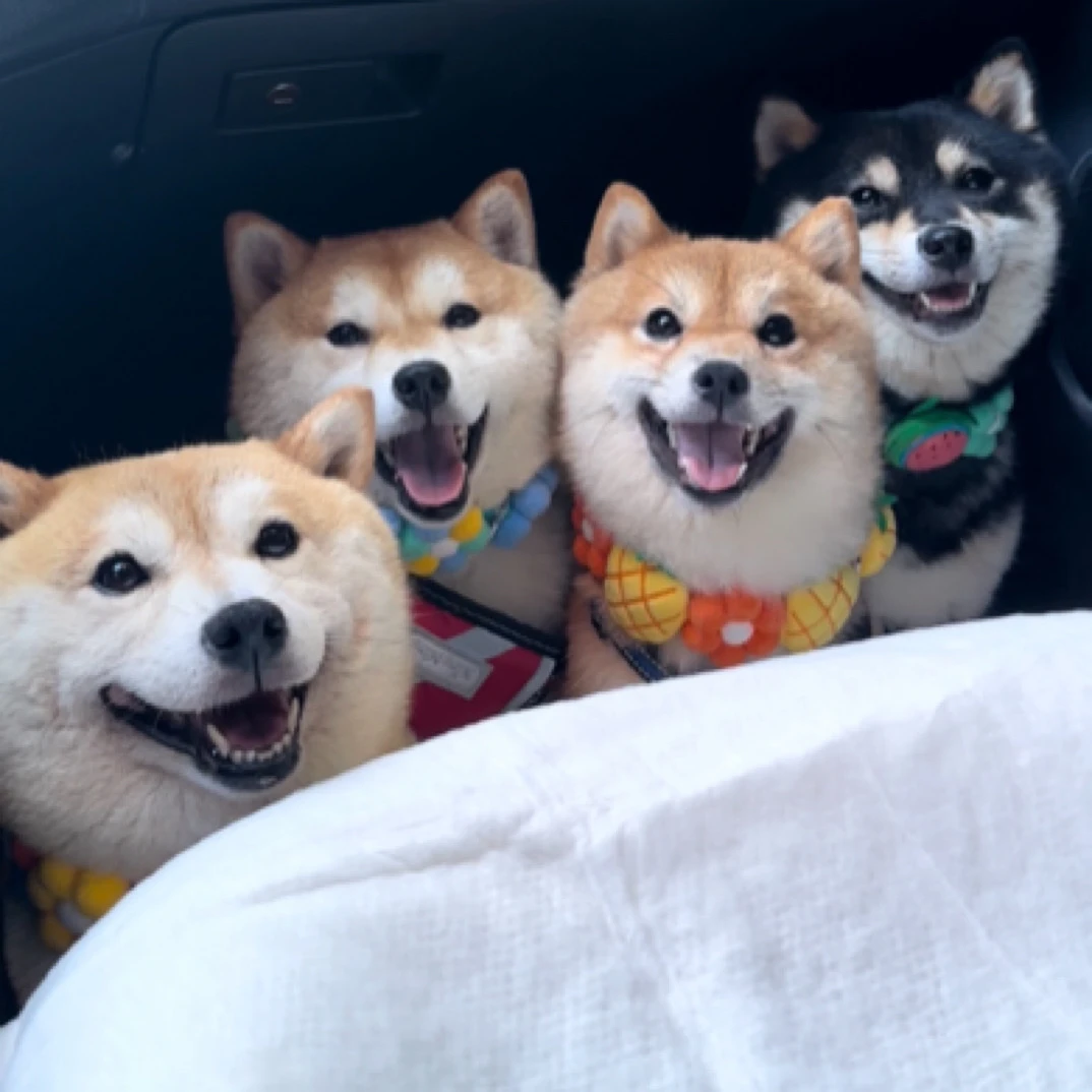 【麦萌宠物】王小强柴犬赤柴豆柴标柴极小豆狗幼犬成犬纯种家庭宠物