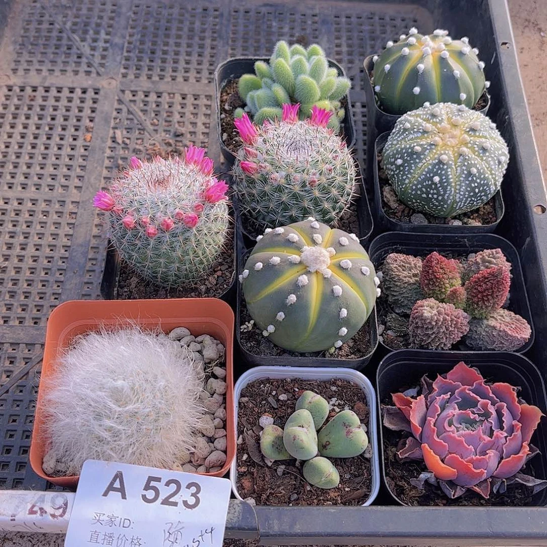 多肉523多肉植物