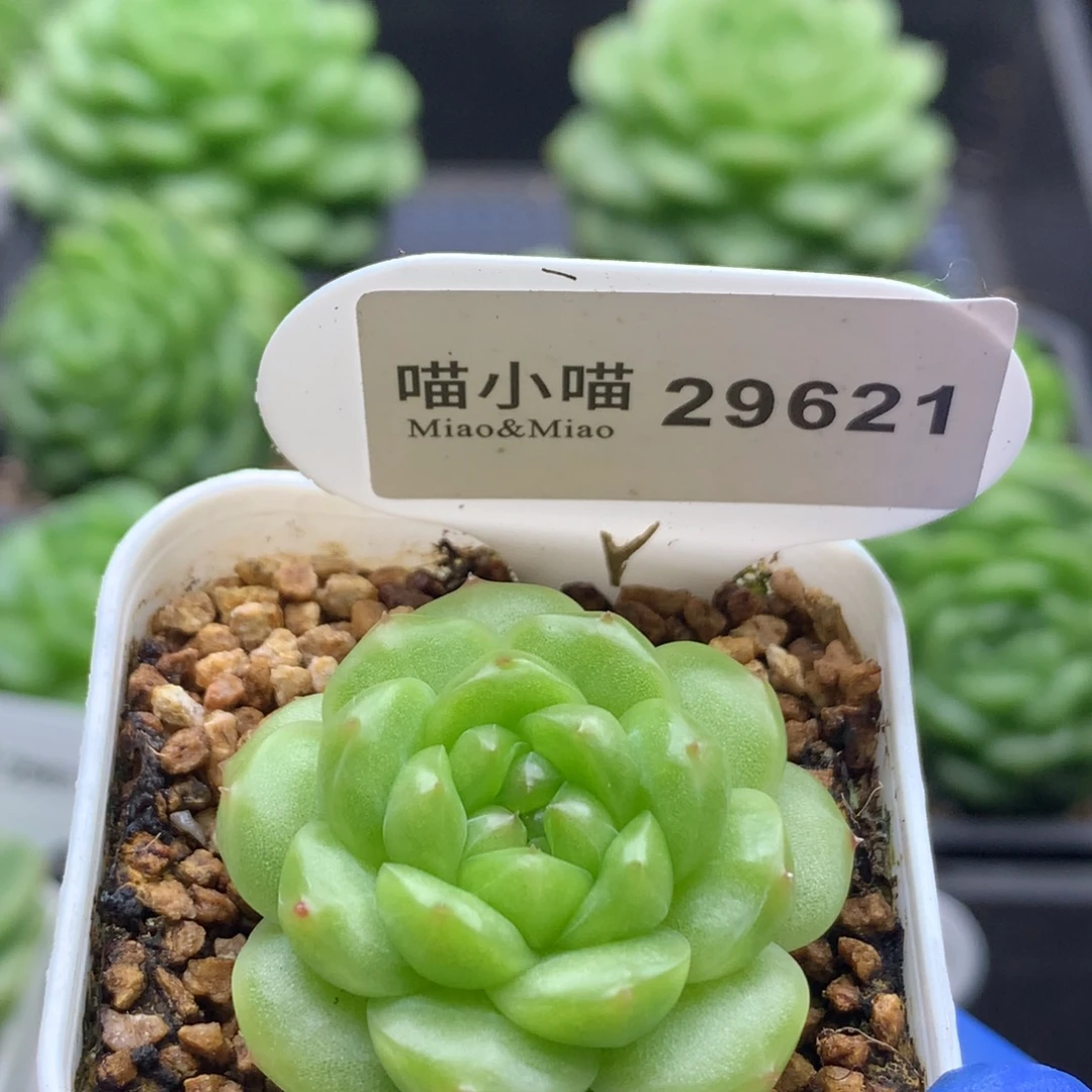 多肉植物杂交珍妮