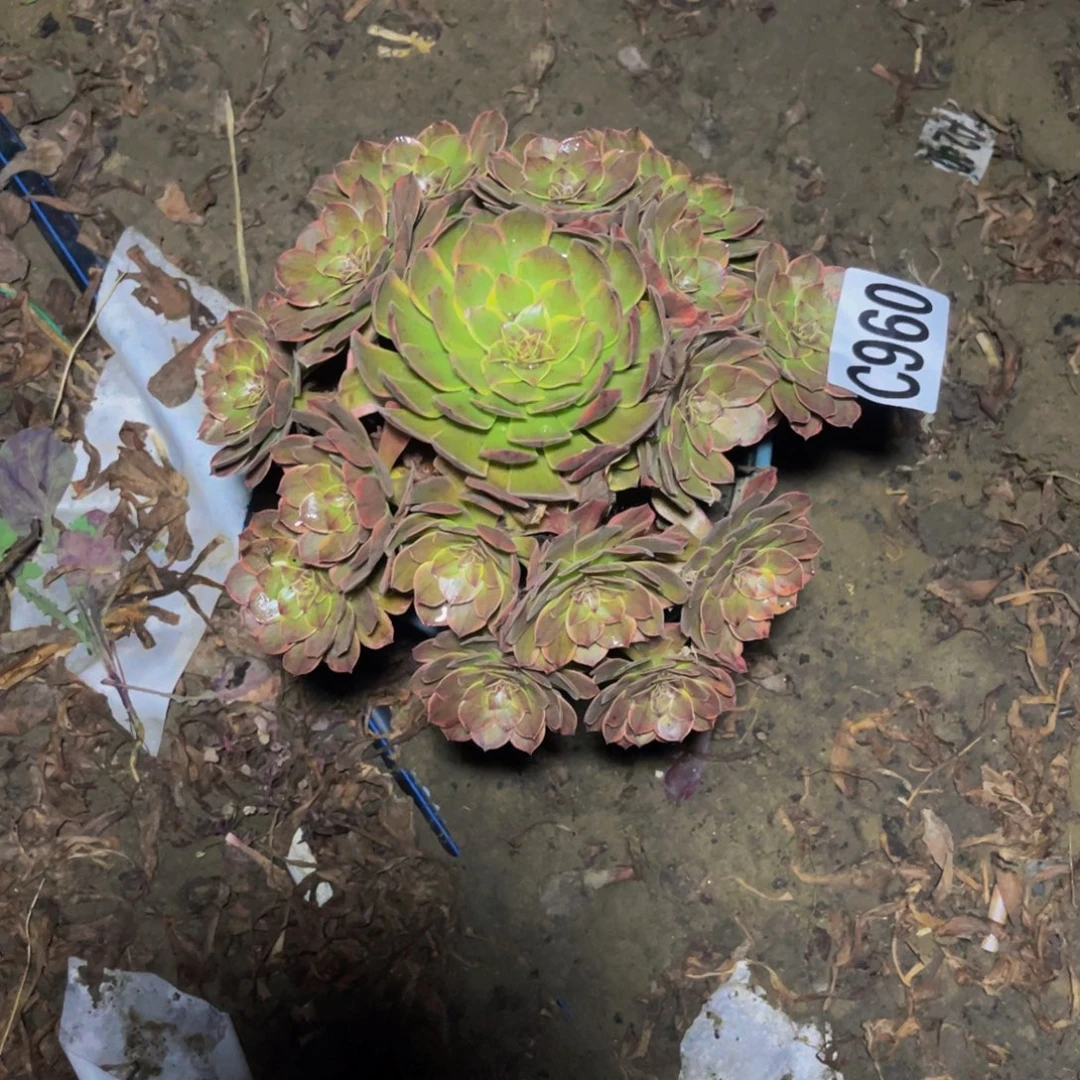半夏法师14//////34包邮
