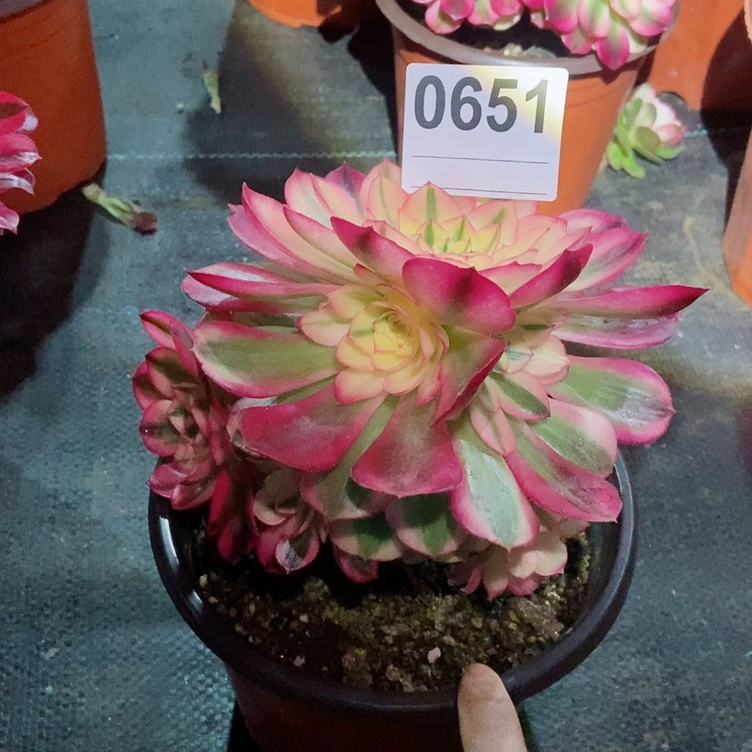 红陶我***云0651倾城3冠服14