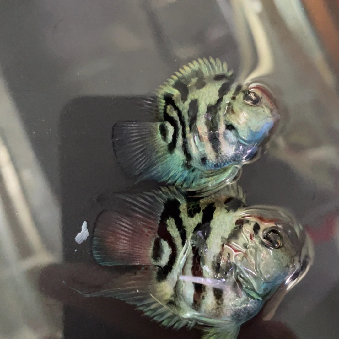 鹦鹉鱼极品宝蓝种鱼一对