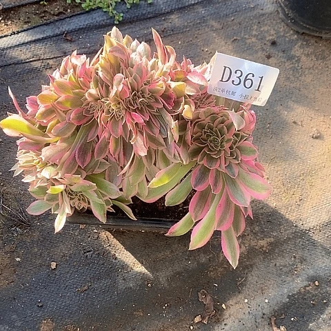 361粉女巫缀化多肉